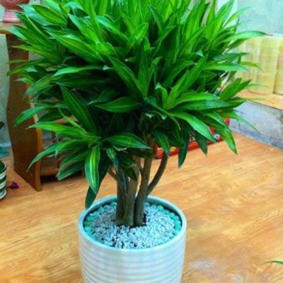 CÁC LOẠI CÂY CẢNH PHONG THỦY ĐỂ TRANG TRÍ PHÒNG KHÁCH