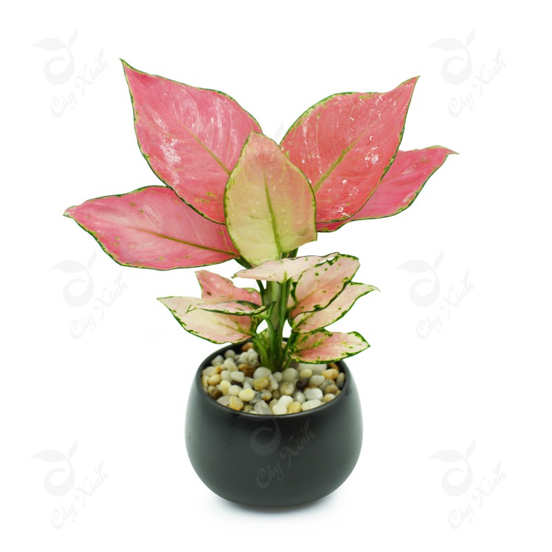 CÂY CẢNH PHONG THỦY THEO TUỔI CHO 12 CON GIÁP